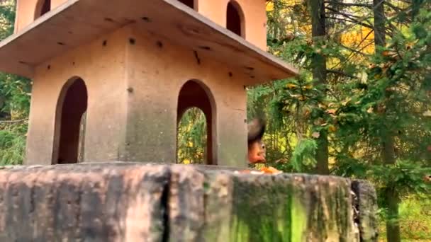 Χαριτωμένο Αστείο Σκίουρος Δαγκώνει Καρύδια Και Κάθεται Ένα Ξύλινο Σπίτι — Αρχείο Βίντεο