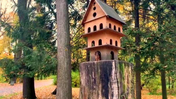 Carino Divertente Scoiattolo Morde Noci Siede Una Casa Legno Ceppo — Video Stock