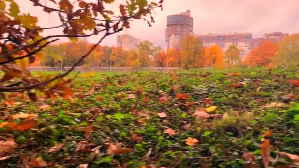 Bolyhos Mókus Ugrál Fűben Egy Gyönyörű Őszi Parkban Egy Napsütéses — Stock videók