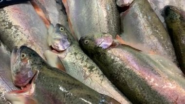 Marketteki tezgahta alabalık. Satılık taze balık..