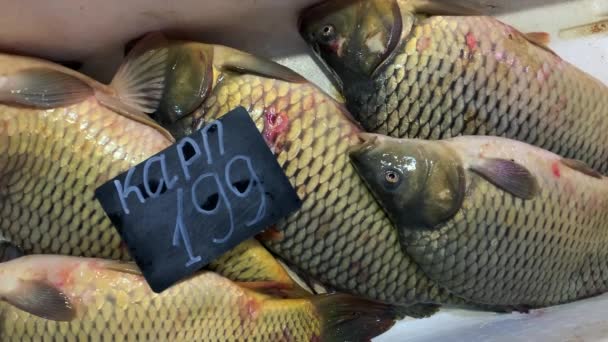 Carpa Acqua Dolce Viva Sul Bancone Del Mercato Pesce Fresco — Video Stock