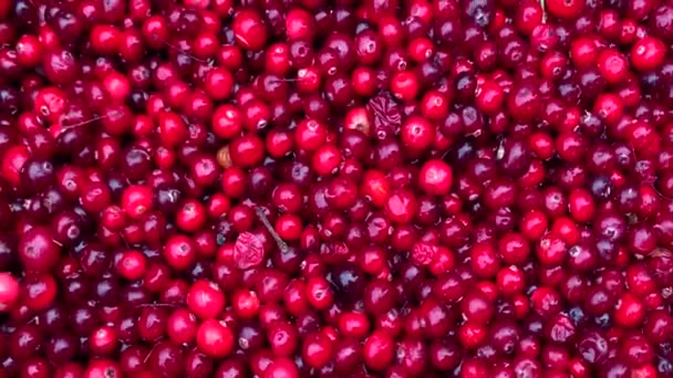 Useful Red Berry Cranberries Collected Forest Swamp Cardboard Box Beautiful — Stock Video