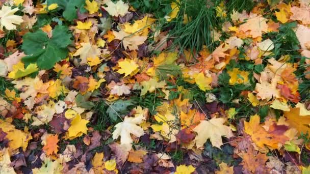 Gele Esdoorn Herfstbladeren Liggen Het Groene Gras — Stockvideo