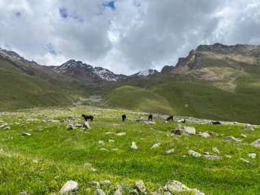Atlar yeşil çayırlarda otlar. Güzel bir dağ manzarasının havadan görünüşü. Kuzey Elbrus bölgesinin yeşil yamaçları. Kar ufukta görünüyor..