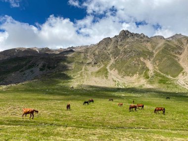 Atlar yeşil çayırlarda otlar. Güzel bir dağ manzarasının havadan görünüşü. Kuzey Elbrus bölgesinin yeşil yamaçları. Kar ufukta görünüyor..