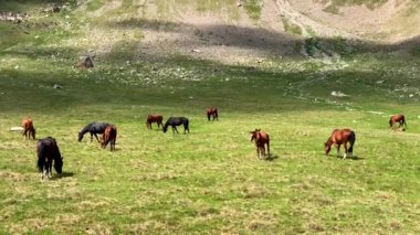 Alp otlaklarında otlayan bir at sürüsü. Kuzey Elbrus bölgesinin yeşil kayalık yamaçları. Güzel bir dağ manzaralı yaz manzarası.