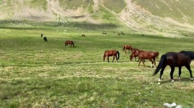 Alp çayırlarında bir at sürüsü. Kuzey Elbrus bölgesinin yeşil kayalık yamaçları. Güzel bir dağ manzaralı yaz manzarası.