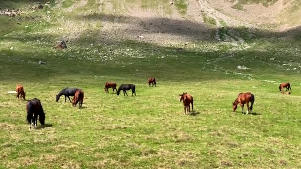 Stádo Koní Pasoucích Alpských Loukách Zelené Skalnaté Svahy Severního Regionu — Stock video