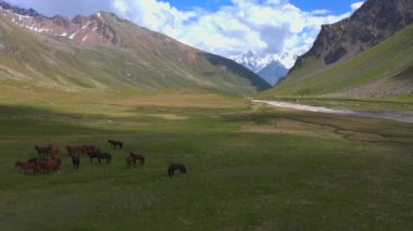 Alp çayırlarında kahverengi ve siyah at sürüsü. Kuzey Elbrus bölgesinin yeşil kayalık yamaçları. Güzel bir dağ manzaralı yaz manzarası.