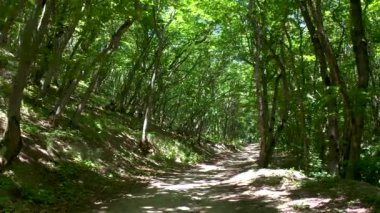 Pyatigorsk 'taki Beshtau Dağı' na giden yeşil bir patikanın hava manzarası. Yaz ormanı manzarası.
