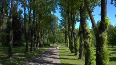 Parkta uzun yeşil ağaçların olduğu güzel bir ara sokağın havadan görünüşü. Güneşli bir yaz gününde İHA uçuşu.