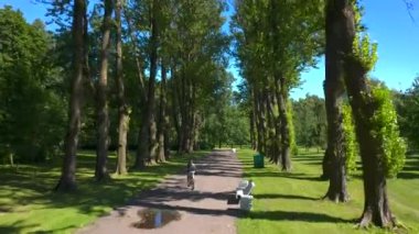 Bisikletçi parkta yol boyunca gezer. Uzun yeşil ağaçlarla dolu güzel bir ara sokağın havadan manzarası. Güneşli bir yaz gününde İHA uçuşu.
