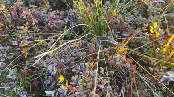 霜の薄い層の下でブルーベリーやビリーの茂み カムチャツカ中央部の初雪 おいしい野生の果実はクマのための食べ物です 天然物 — ストック動画