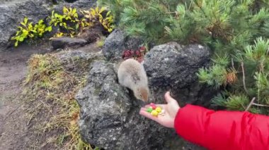 Kamçatka 'daki sevimli sincaplar elle besleniyor. Genç bir adam elindeki şekerlerle sincapları besler. Kamçatka Yarımadası 'na git..