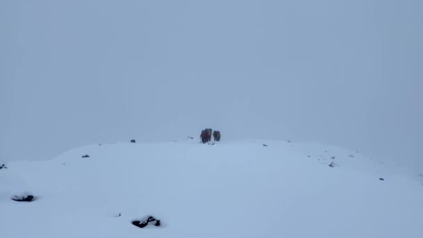 Büyük Sırt Çantalı Bir Grup Gezgin Karlı Bir Tepe Boyunca — Stok video