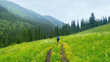 Yalnız bir turist yeşil bir arazide yeşil ormanları geçerek Orta Kolsai Gölü 'ne doğru yürüyor. Sırt çantalı bir adam Kazakistan 'da sarı çiçek tarlasında yürüyor.