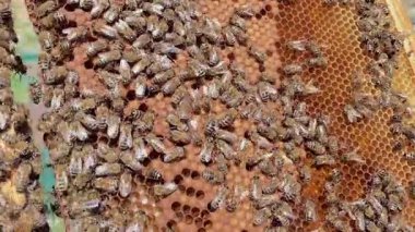 Bir erkek arı yetiştiricisi arı sürüsü ile birlikte bir bal peteği tutuyor. Arı kovanının manzarası. Doğal organik bir ürün. Arıcılık ve tarım.