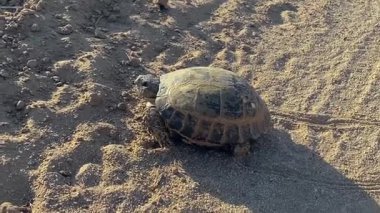 Korkmuş bir kaplumbağaya ve çöl bölgesine yakın çekim. Vahşi hayvanların hayatı. Kumda duran sert kabuklu, küçük, güzel bir kaplumbağa..