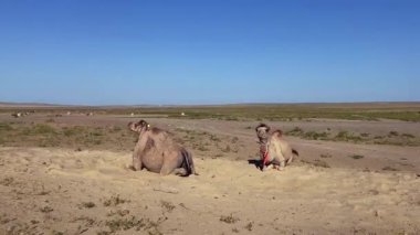 Kazakistan 'ın uçsuz bucaksız kumda bir yerde iki vahşi deve yatıyor. Vahşi hayvanların hayatı. Çiftliğin yakınında dinlenen iki komik devenin görüntüsü.