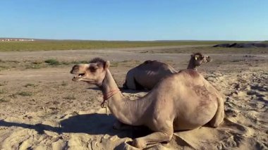 Deve ailesi. Vahşi bir deve kumsalda otururken çığlık atıyor. Bir çift komik deve Kazakistan 'ın enginliğinde bir yerde dinleniyor. Vahşi hayvanların hayatı.. 