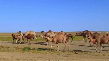 Büyük bir vahşi deve sürüsü Kazakistan 'da vahşi doğada koşuyor. Yetişkin bir aile ve küçük develer tarlalarda yürüyor. Vahşi hayvanların hayatı..