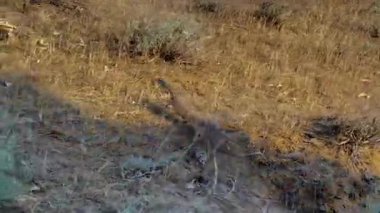 Büyük vahşi bir kertenkele bozkırda koşar. Bir monitör kertenkele kuru ve sıcak çöl bölgesinde dolaşıyor. Vahşi hayvanların hayatı. Tacikistan 'ın doğası ve hayvanları