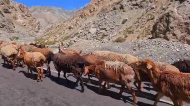 Evcil bir koyun sürüsü dağ nehri boyunca güzel kayalık bir vadide yürüyor. Yavaş çekim videosu. Koyunlar kahverengi ve beyazdır..