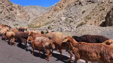 Şirin, tüylü koyunlar ve keçiler, manzaralı bir dağlık alanda yol kenarında yürürler. Otlakta kahverengi ve beyaz koyun sürüsü. Köy hayatı