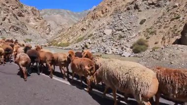 Çiftlik hayvanları fırtınalı bir nehri geçerek bir dağ geçidinde yürüyor. Bir koyun ve keçi sürüsü asfalt yolda yürüyor. Koyunlar kahverengi ve beyazdır.