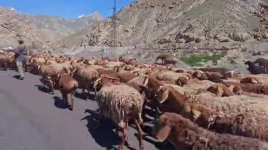 Khujand, Tacikistan 8 Mayıs 2025: Bir koyun sürüsünü dağlık bir alana götüren bir araba iki çobanın yanından geçiyor. Tacikistan 'ın iç kesimlerinde kırsal yaşam