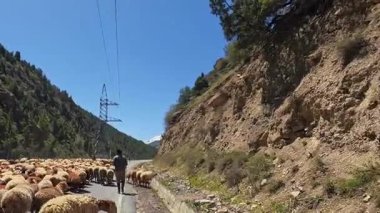 Khujand, Tacikistan 8 Mayıs 2025: Bir çoban, bir araba geçebilsin diye koyun sürüsünü asfalt yoldan sürer. Kırsal hayvan hayatı. Tacikistan 'da seyahat