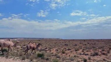 Çölde iki deve yürüyor. Bir çift deve, beyaz ve bej, yiyecek aramak için Kazakistan bozkırlarında dolaşıyorlar. Vahşi hayvanlar.