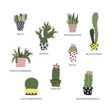 El karanfiller dizi çekilmiş. Kaktüsler ve succulents türleri.