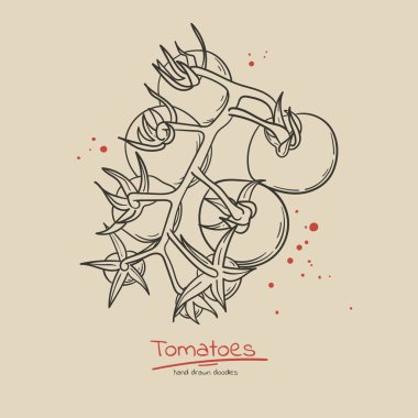 Etiket için Kiraz domates şube el çizilmiş doodle tarzı kavram illüstrasyon. poster, el ilanı, satış afişi. Taze organik gıda.