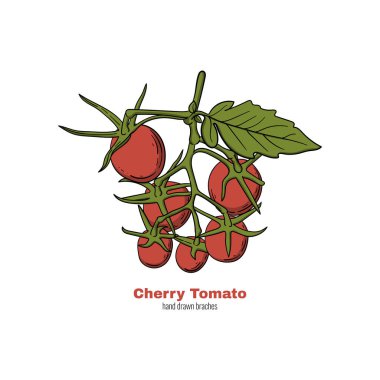 Kiraz domates el dalı çizilmiş. Logo, baskı, afiş, el ilanı, festival posteri vb için Doodle tarzı karikatür kavramı vektör illüstrasyon.