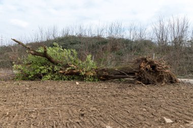 Bir ağaç rüzgar tarafından sökülüp yere ve kökleri açığa düşmüş