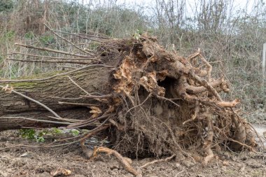 Bir ağaç rüzgar tarafından sökülüp yere ve kökleri açığa düşmüş