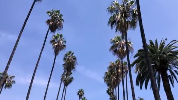Driving through California, palm trees road Los Angeles, low angle Stock Video