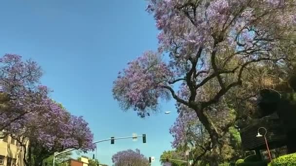 Dirigir na rua sob árvores Jacaranda roxas e céu azul claro — Vídeo de Stock