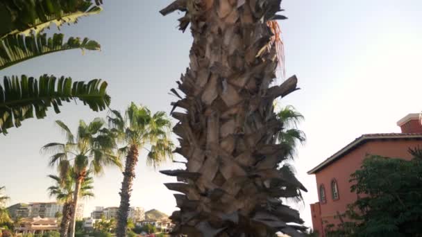 Cabo destinazione turistica tropicale palma frondosa inclinazione al sole paradiso cielo — Video Stock