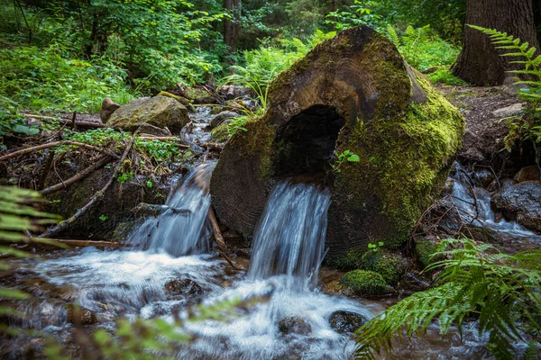 Agua Arroyo Bosque Que Fluye Través Del Medio Tronco Árbol —  Fotos de Stock