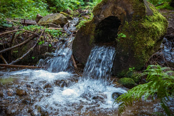 Agua Arroyo Bosque Que Fluye Través Del Medio Tronco Árbol —  Fotos de Stock