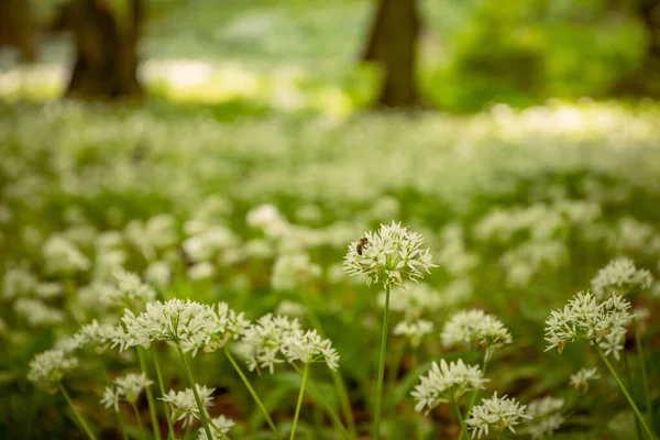 Ramsons Wild Garlic Forest Sunny Summer Day Bee Polinating Plant — Stock Photo, Image