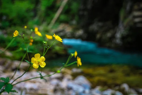 Yellow Flowers Leaning Stream Water Slovenian Park — Stock Photo, Image