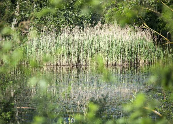 Vista Através Folhas Árvore Para Lagoa Escondida Aldeia Lituana — Fotografia de Stock