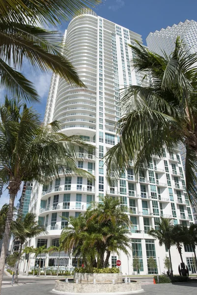 Sunny Street Full Palm Trees Miami Downtown Florida — Stock Photo, Image