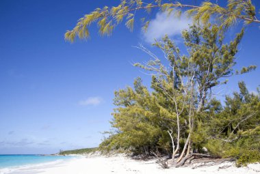 Issız, boş bir plaj ağaçta Half Moon Cay (Bahamalar ada).