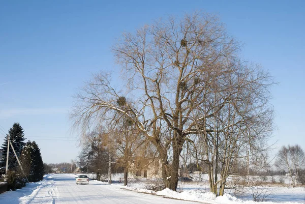 Árvore Alta Pela Estrada Aldeia Sob Neve Lituânia — Fotografia de Stock