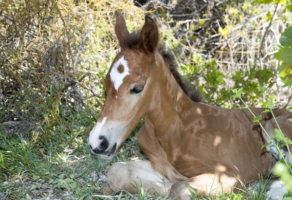 Close View Foal Grand Turks Island Turks Caicos Islands — Stock Photo, Image