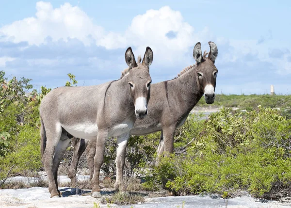 Das Paar Wilder Esel Auf Der Grand Turk Island Turks — Stockfoto